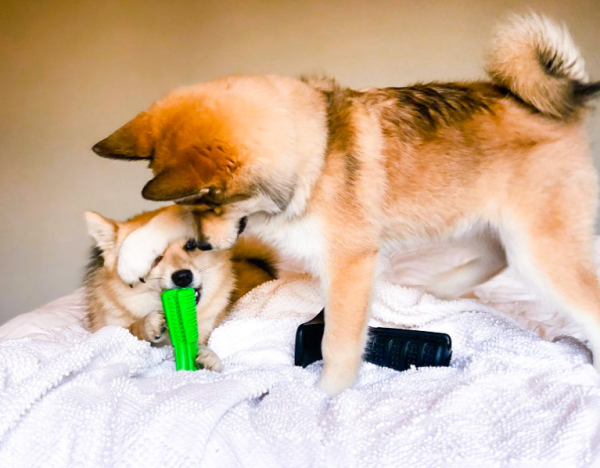 Зубная силиконовая щетка для чистки зубов мелких пород собак Pet Toothbrush / игрушка массажер для животных